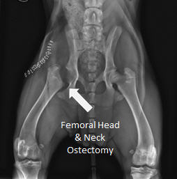 femoral head neck ostectomy