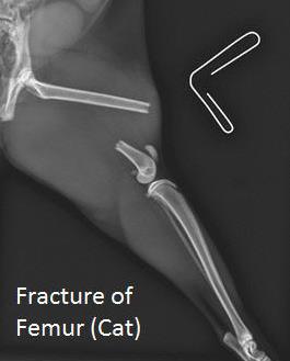 long bone fracture cat femur