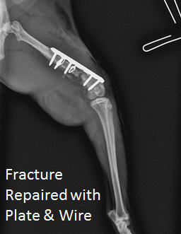 long bone fracture cat femur repaired with plate & wire