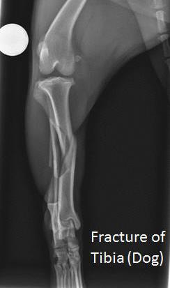long bone fracture dog tibia