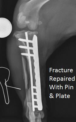 long bone fracture dog tibia repaired with pin & plate