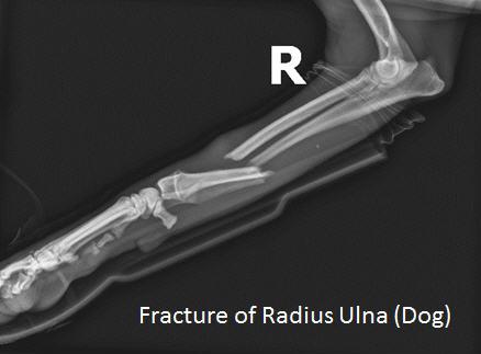 long bone fracture dog radius ulna