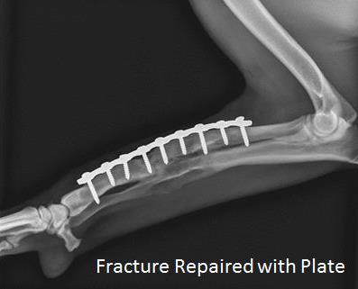 long bone fracture dog radius ulna repaired with plate